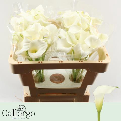 Zantedeschia 'White Present'