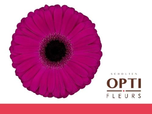 Gerbera grootbloemig 'Aladin'