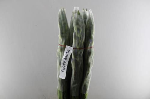 Gladiolus grootbloemig 'Purple Mate'