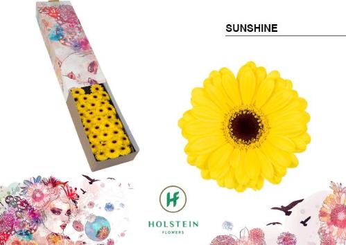 Gerbera mini Sunshine