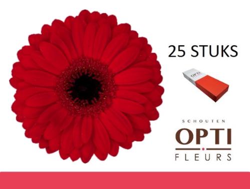 Gerbera grootbloemig Beauty