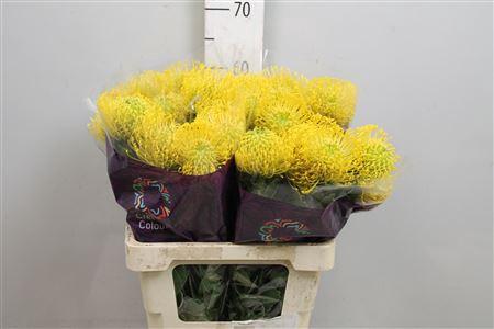 Leucospermum nutans 'High Gold'