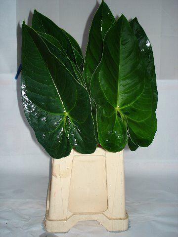 Anthurium Andreanum Grp Avo Gabriella (blad)