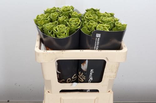Rosa grootbloemig gewaxt H%