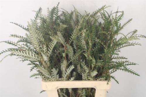 Grevillea 'Ivanhoe Bronze'