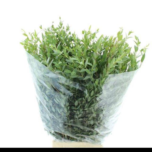 Eucalyptus per bos parvifolia