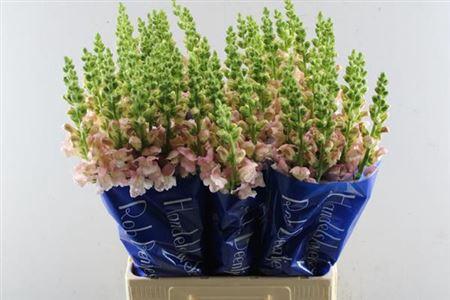 Antirrhinum majus 'Costa Silver'