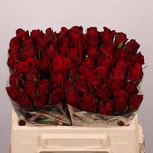 Rosa grootbloemig Upper Class