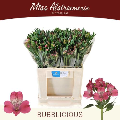 Alstroemeria Bubblicious