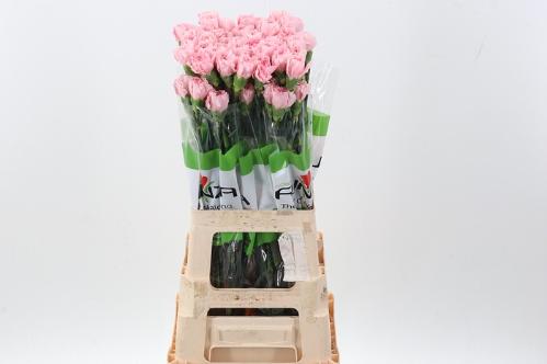Dianthus standaard overig