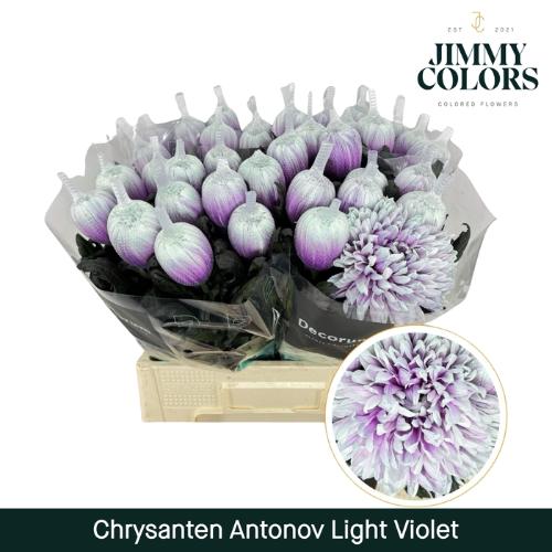 Chrysanthemum (Indicum Grp) geplozen Antonov kleurbehandeld H%