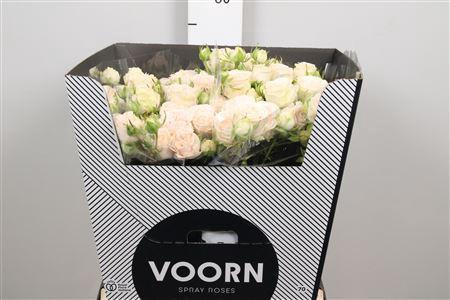 Rosa tros Sweet Sofie