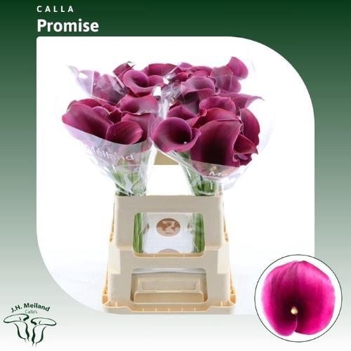 Zantedeschia 'Captain Promise'