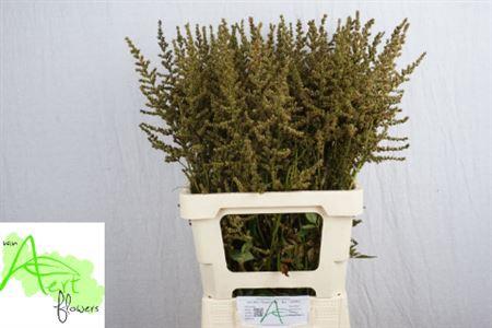 Astilbe Arendsii Grp 'Erika' decor