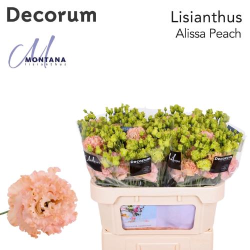 Eustoma russellianum gevuldbloemig 'Alissa Peach'