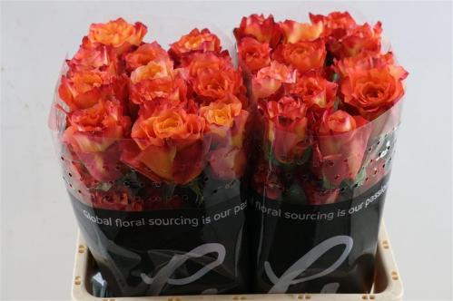 Rosa grootbloemig Free Spirit