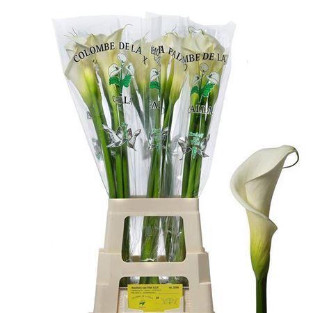 Zantedeschia aethiopica 'Colombe de la Paix'