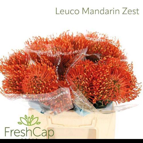 Leucospermum Ayoba Mandarin Zest