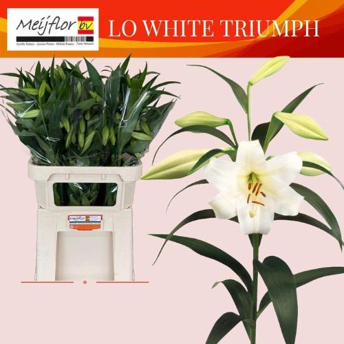 Lilium Longiflorum x Oriental Grp White Triumph
