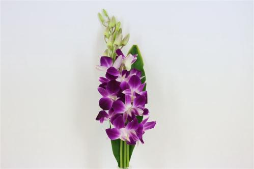 Orchidee
