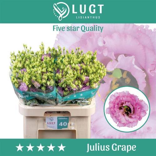 Eustoma russellianum gevuldbloemig 'Julius Grape'
