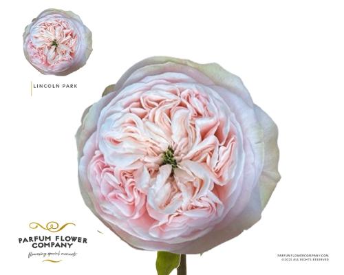Rosa grootbloemig Lincoln Park!