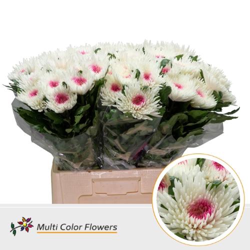 Chrysanthemum geplozen kas kleurbehandeld H%