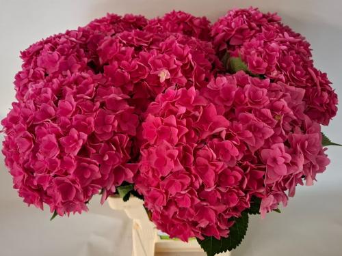 Hydrangea macrophylla Royal Kiss