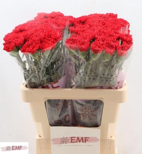 Dianthus standaard Cortes