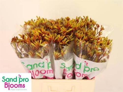 Anigozanthos 'Gold Fever'