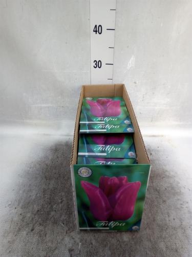 Tulipa (bol)