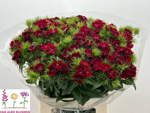 Dianthus barbatus 'Sweet Will Red'