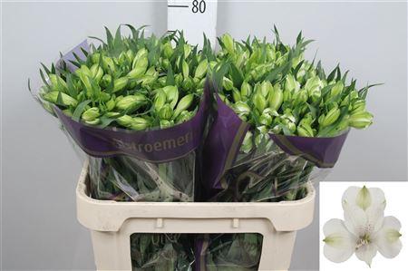 Alstroemeria Bright Star