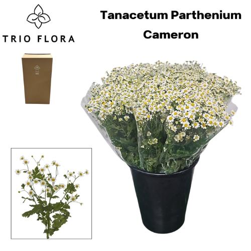 Tanacetum parthenium Cameron