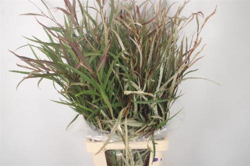 Decoratiegroen groot blad
