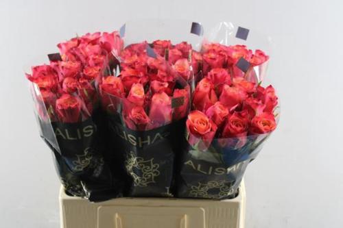 Rosa grootbloemig Bogart-Bb