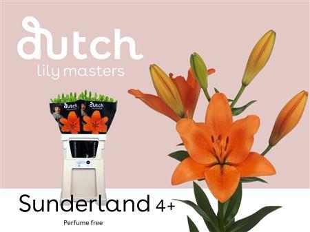 Lilium (La-Hybrids Grp) 'Sunderland'