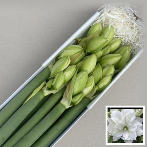 Hippeastrum (Double Galaxy Grp) Wimbledon