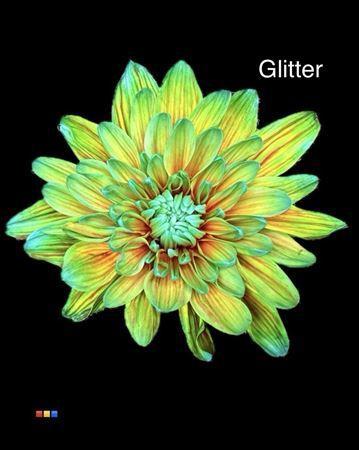 Chrysanthemum Indicum Grp tros kas kleurbehandeld H%