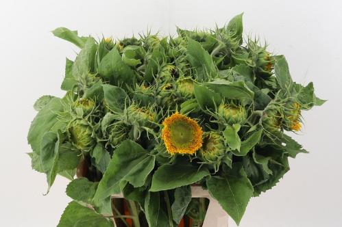 Helianthus annuus Solano Double