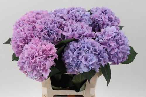 Hydrangea macrophylla Royal Benefit (roze)