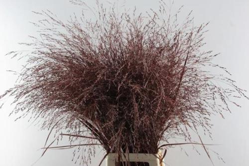 Siergras kleurbehandeld H%