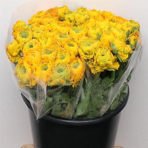 Ranunculus asiaticus 'Pon-Pon Stella'