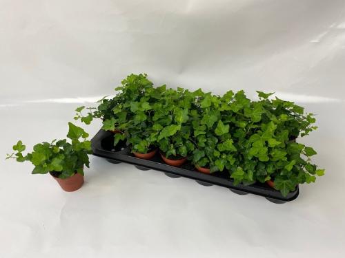 Hedera helix 'Wonder'