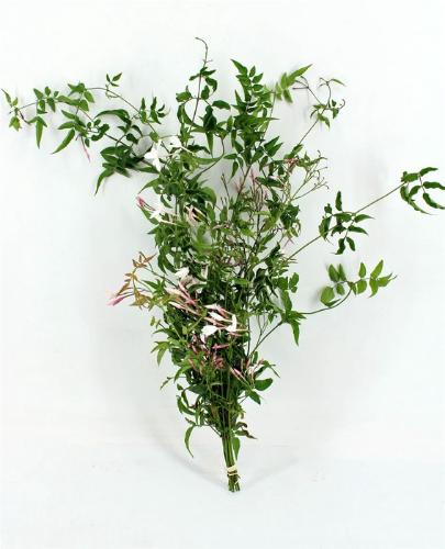 Snijbloemen overig
