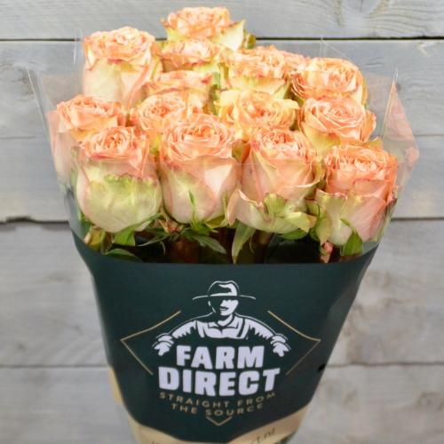 Rosa grootbloemig Country Spirit Home