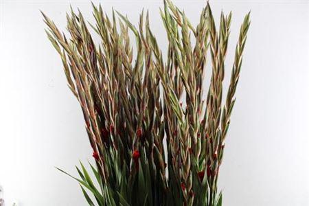 Gladiolus grootbloemig 'Chinon'