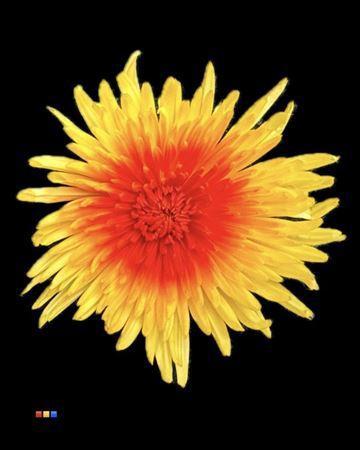 Chrysanthemum geplozen kas kleurbehandeld H%