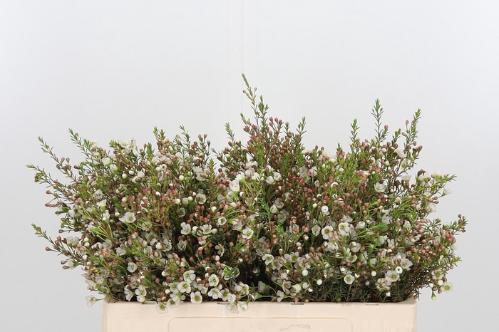 Chamelaucium uncinatum 'Dor'