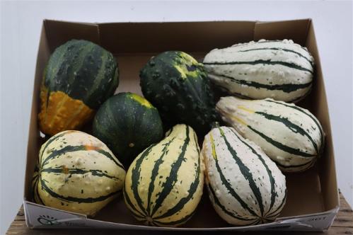 Cucurbita overig